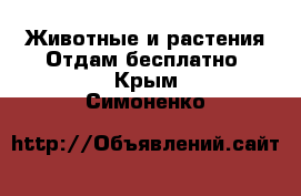 Животные и растения Отдам бесплатно. Крым,Симоненко